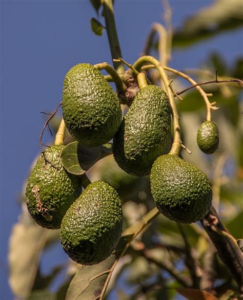 Fruit Drop from Avocado Tree | Pat Welsh Organic and Southern ...