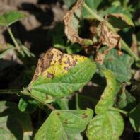 Bean Bacterial Blights Hortsense Washington State University