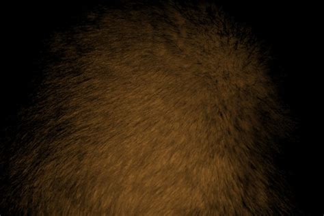 Cat Fur Pictures Free Photographs Photos Public Domain