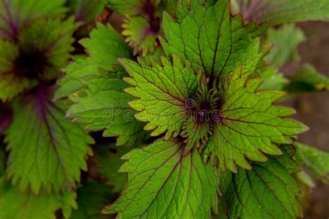 Top View Close Up Of A Beautiful Coleus Plant Leaves Plectranthus