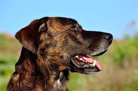 Perro Majorero Todo Sobre Esta Fascinante Raza Canina Grupoalgalia Es