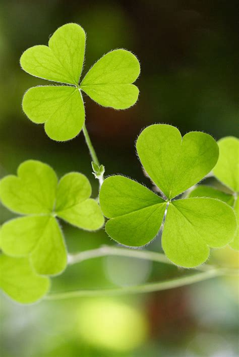 Symbolic Shamrock Meaning on Whats-Your-Sign.com