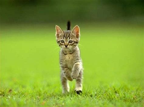 Funny Cat Running 20 Cool Wallpaper - Funnypicture.org