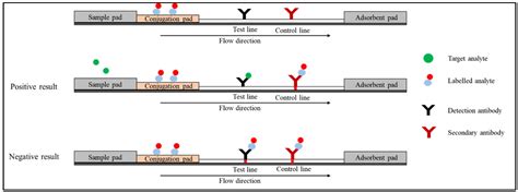 Diagnostics Free Full Text Quantum Dot Based Lateral Flow