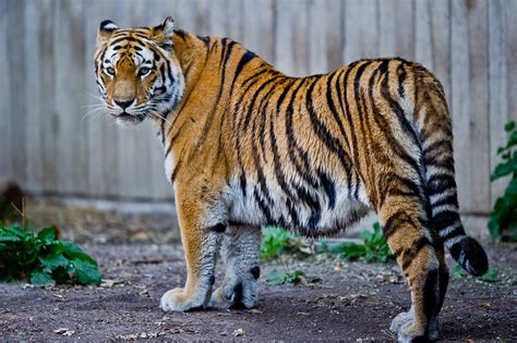 File:Captive Siberian tiger - Copenhagen Zoo, Denmark.jpg - Wikipedia 