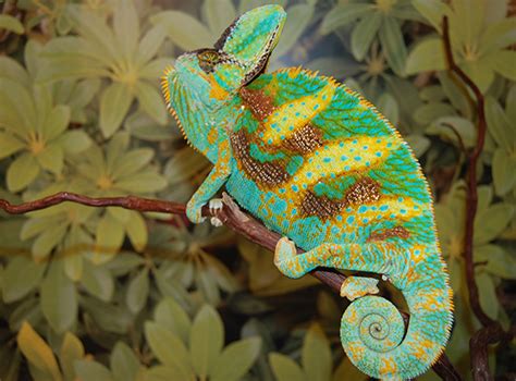 Premium High Color Baby Veiled Chameleons For Sale Online Jethro