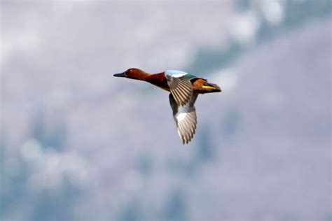 The Cinnamon Teal: Nature's Stunning Red-Feathered Ducks Uncovered