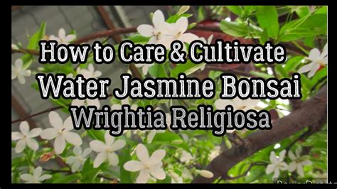 How To Care Cultivate Water Jasmine Bonsai Wrightia Religiosa Youtube