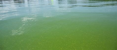 Cyanobacteria Blooms and Lake Ecology: Clean Lakes Alliance 