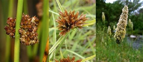 Grasses Sedges And Rushes Identification Natural History Society Of Maryland