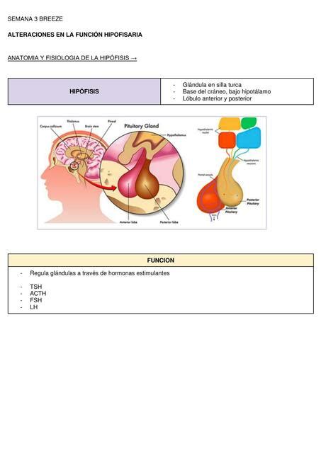 Alteraciones De La Funcion Hipofisiaria Triana Alonso Leigh Udocz