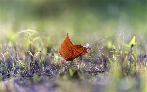 Download Wallpaper 3840x2400 Leaf Grass Macro Autumn Blur 4k Ultra Hd 16 10 Hd Background