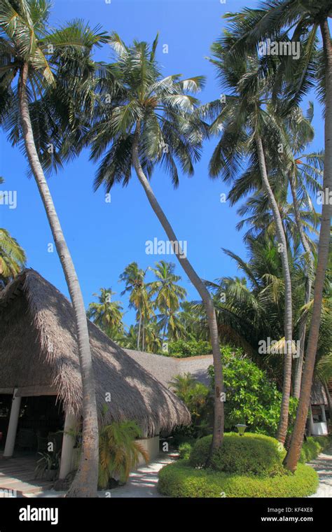 Maldives, Fihalhohi Island, resort Stock Photo - Alamy