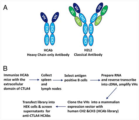 An Anti CTLA 4 Heavy Chainonly Antibody With Enhanced Treg Depletion