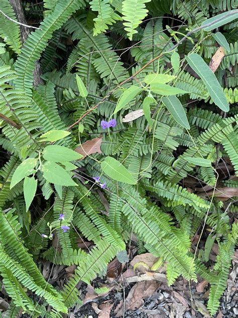 False Sasparilla From Mt Coot Tha Forest Mount Coot Tha Qld Au On