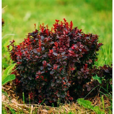 Online Orchards 1 Gal Royal Burgundy Compact Barberry Shrub With