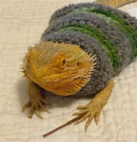 House Colors Crocheted Adult Bearded Dragon Sweater Bearded Dragon