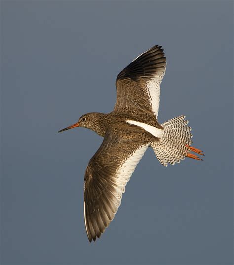 North Uist wildlife photography trip June 2019