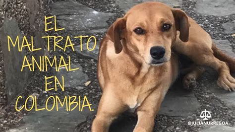 Maltrato Animal En Colombia Youtube