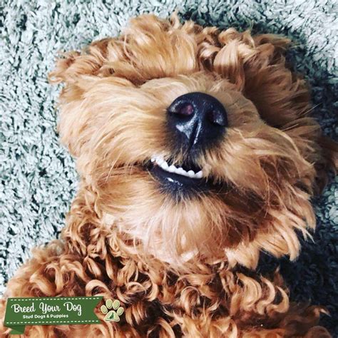 Female Mini Goldendoodle Searching For Stud Stud Dog In Alabama The