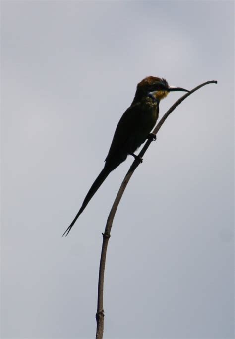Blue Cheeked Bee Eater Zoochat