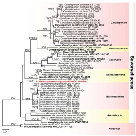 Phylogram Generated From Maximum Likelihood Analysis RAxML Based On