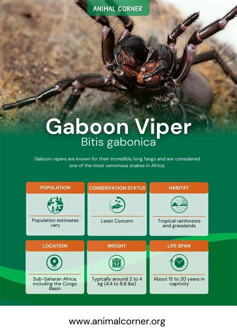 Gaboon Viper - The Snake with the Longest Fangs - Animal Corner