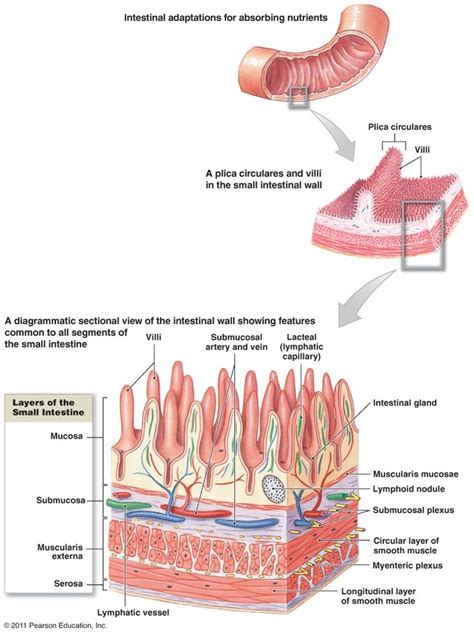 Small Intestine Nutrient Absorption