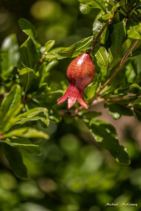 How To Grow Pomegranate Trees From Seeds Or Cuttings Dengarden