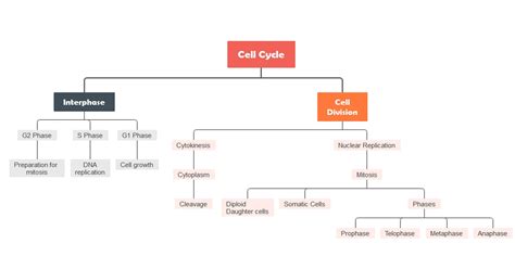 The Diagram Shown Represents Stages Of A Cellular Process Th