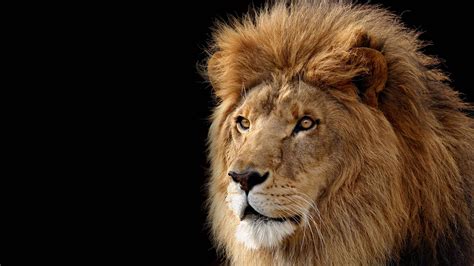 Lions Desktop Wallpapers Top Free Lions Desktop Backgrounds