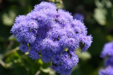 Flower Lila Violet - Free photo on Pixabay - Pixabay
