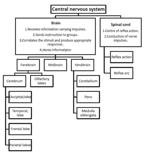 Chapter Control And Coordination Class Science Notes