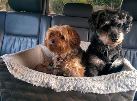 Learn About The Yorkie Shih Tzu Mix Aka The Shorkie Zu Dogable