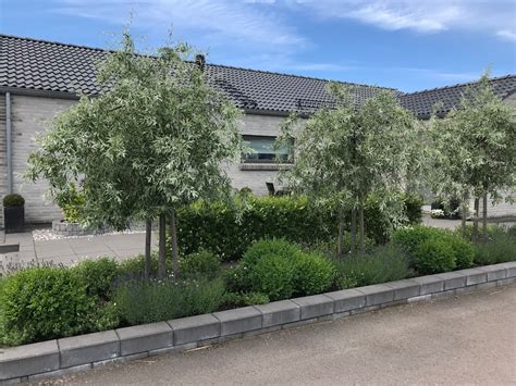 Silverpäron Vid Entré Trädgård Entre Underhållsfri Trädgård