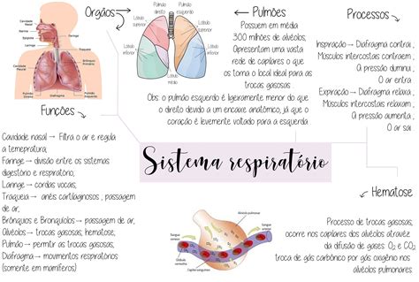 Mapa Mental Sistema Respirat Rio Anatomia Braincp