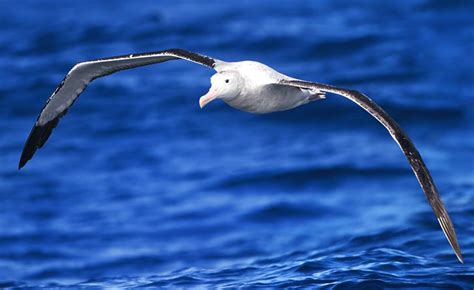 ALBATROSS