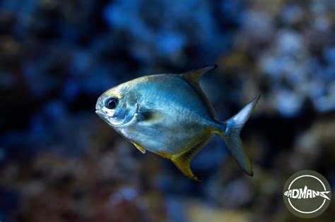 Silver Dollar Fish Turning Black Fix The Issue Now Badmans