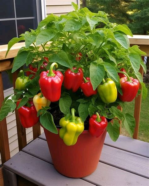 Growing Bell Peppers 7 Essential Steps For A Bountiful Harvest In Your