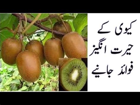 Kiwi Fruit Ke Fayde In Urdu Benefits Of Kiwi Fruit In Urdu YouTube