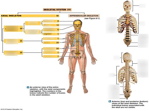 Chapter Axial Skeleton Diagram Diagram Quizlet