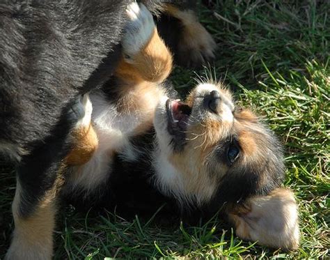 Otterhound Puppy Otterhound, Puppies, Dogs, Cute, Animals, Cubs, Animales, Animaux, Pet Dogs