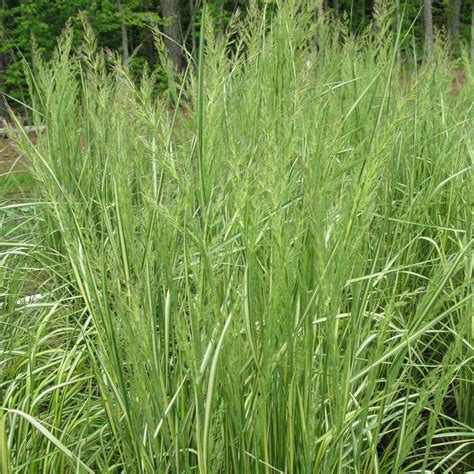 Eldorado Feather Reed Grass Sooner Plant Farm