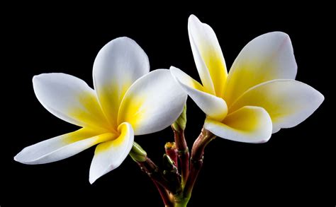 Plumeria Alba Hd Wallpapers