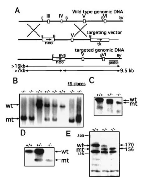 Wrn Mgi Mouse Gene Detail Mgi109635 Werner Syndrome Recq Like Helicase