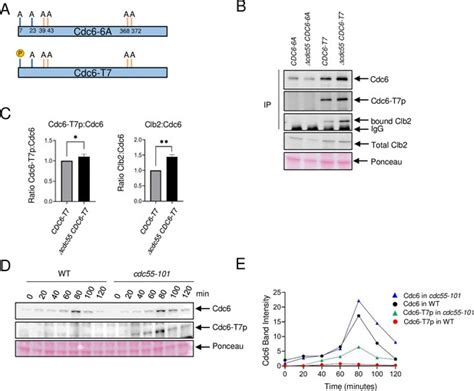 Cdc6 Is Sequentially Regulated By PP2A Cdc55 Cdc14 And Sic1 For