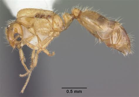 Solenopsis Corticalis Forel