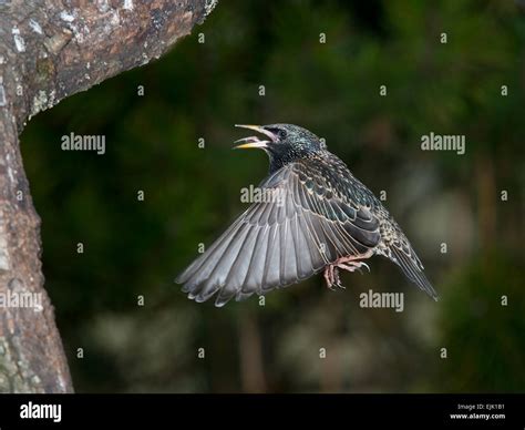 Starling Winter Plumage Hi Res Stock Photography And Images Alamy