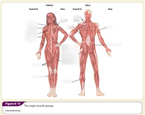 Major Muscle Groups Diagram Quizlet