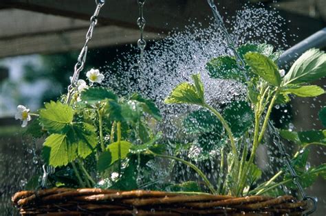 Plant a Strawberry Hanging Basket - BBC Gardeners World Magazine